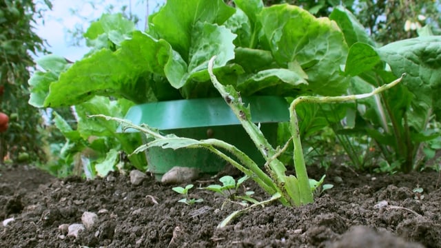 Schneckenkragen um einen Salat Schneckenkragen um einen Salat