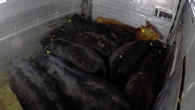 Rinder in einem Transporter. Rinder in einem Transporter.