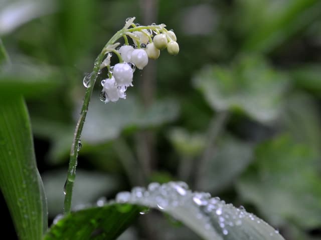 Blume mit weissen Blüten mit Regentropfen auf den Blättern.