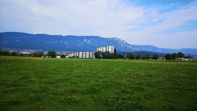 Wiese mit Häusern im Hintergrund. Wiese mit Häusern im Hintergrund.