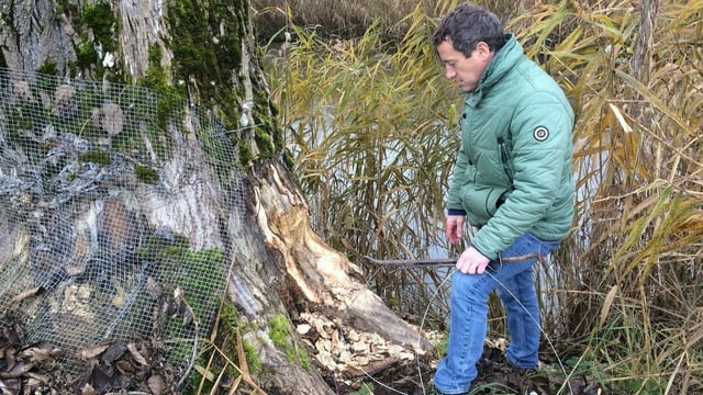Mann in grüner Jacke vor Baum, hält Werkzeug in der Hand. Mann in grüner Jacke vor Baum, hält Werkzeug in der Hand.