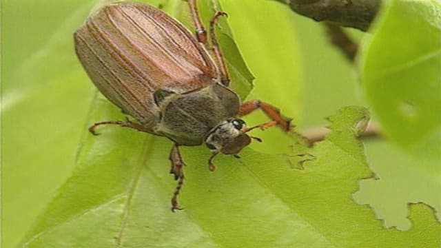 Buccaria sa nutrind da feglia da plontas Buccaria sa nutrind da feglia da plontas