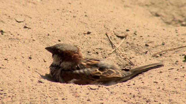 Spatz nimmt ein Sandbad Spatz nimmt ein Sandbad