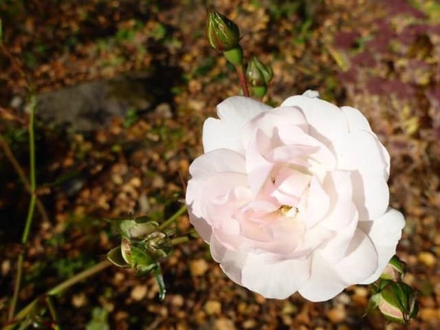 Eine Rose, aber welche Art?
