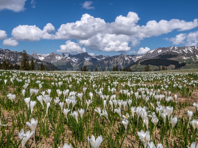 Krokuse auf ein Wiesen am Jaunpass, im Hintergrund Berge teils noch mit grösseren Schneeflächen. Krokuse auf ein Wiesen am Jaunpass, im Hintergrund Berge teils noch mit grösseren Schneeflächen.