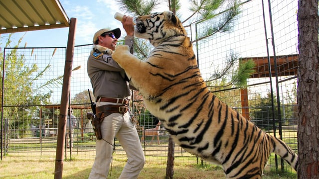Mann füttert Tiger mit Milchflasche.