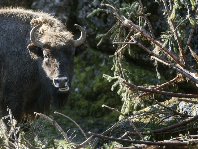 Ein Wisent Ein Wisent