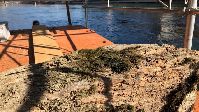 Herausgesägtes Holzstück aus dem Pfeiler der Oltner Holzbrücke. Herausgesägtes Holzstück aus dem Pfeiler der Oltner Holzbrücke.