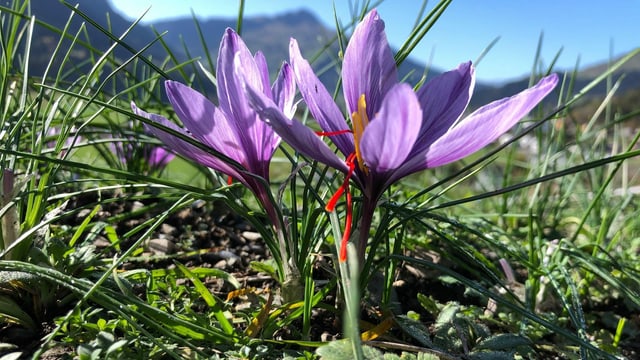Zwei offene Safrankrokusse mit viel Gras herum und blauer Himmel Zwei offene Safrankrokusse mit viel Gras herum und blauer Himmel