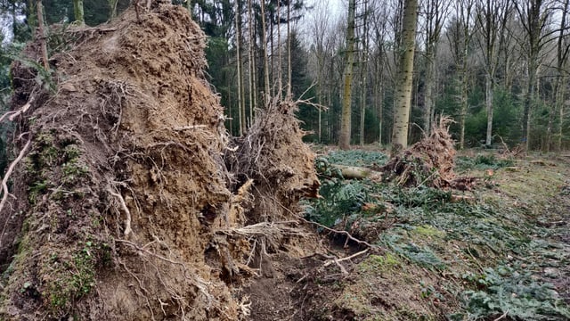 Umgestürtzte Bäume im Wald Umgestürtzte Bäume im Wald