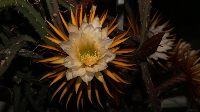 Vollständig geöffnete Blüte der «Königin der Nacht» Vollständig geöffnete Blüte der «Königin der Nacht»