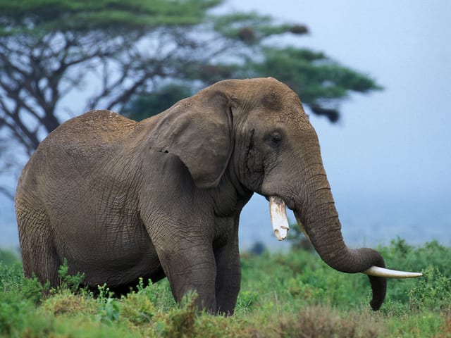 Elefant steht schlafend da.