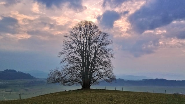 Kahler Baum auf grüner Wiese in Rümligen/BE. Kahler Baum auf grüner Wiese in Rümligen/BE.