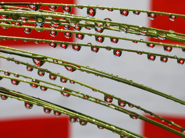 Wassertropfen an Halmen, die ein Schweizer Kreuz spiegeln.