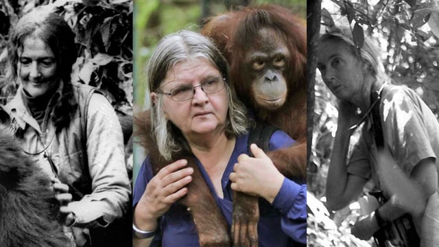 dian fossey jane goodall birute galdikas