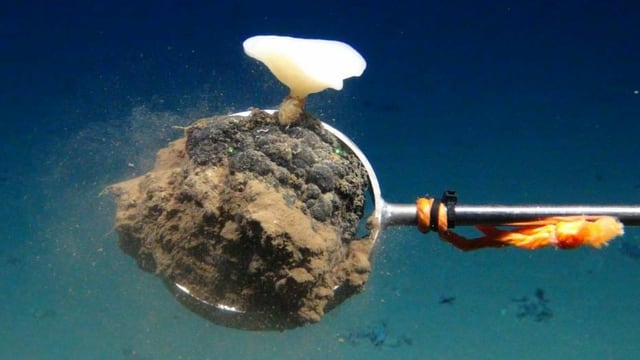 Ein Tiefseeroboter greift mit seinem Arm unter Wasser einen Mangatknollen. Ein Tiefseeroboter greift mit seinem Arm unter Wasser einen Mangatknollen.
