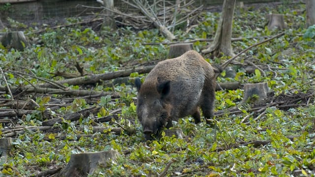 Wildschwein. Wildschwein.