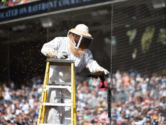 Der Kammerjäger nähert sich auf einer Leiter dem Bienenschwarm. Der Kammerjäger nähert sich auf einer Leiter dem Bienenschwarm.