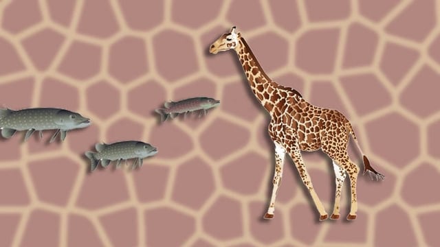 «Giraffe ässet kei Fisch» - Teil 1