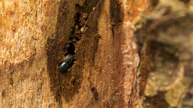 Ein Borkenkäfer frisst sich durchs Holz Ein Borkenkäfer frisst sich durchs Holz