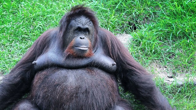 Ein Orang-Utan Ein Orang-Utan