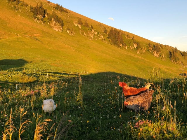 Glückliche Alphühner.