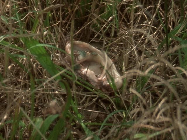 Ein abgeschnittenes Ohr im Gras. Ein abgeschnittenes Ohr im Gras.