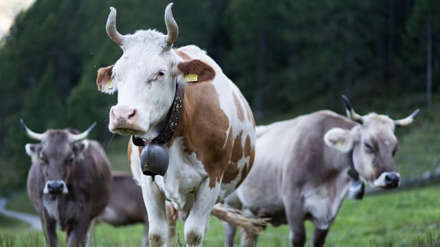 Kühe mit Hörner auf einer Weide. Kühe mit Hörner auf einer Weide.