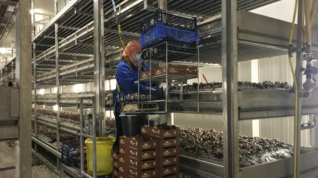 Blick in die Halle, wo eine Pflückerin Pilze pflückt. Blick in die Halle, wo eine Pflückerin Pilze pflückt.