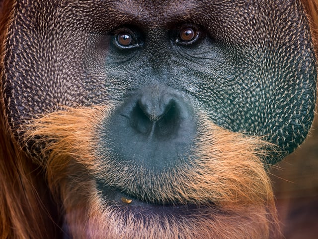 Eine Nahaufnahme eines Orang-Utans. Eine Nahaufnahme eines Orang-Utans.