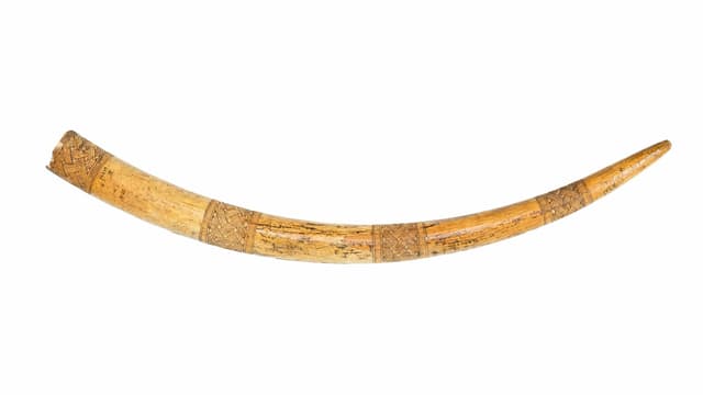 Prächtig verzierter Elefantenzahn aus Benin. Prächtig verzierter Elefantenzahn aus Benin.