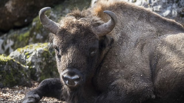 Ein Wisent liegt Ein Wisent liegt