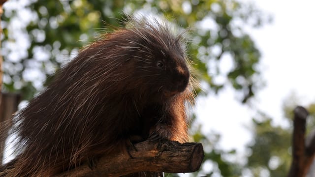 Baumstachler Baumstachler