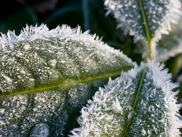 Blatt mit Eiskristallen darauf. Es sind richtige Eisnadeln.