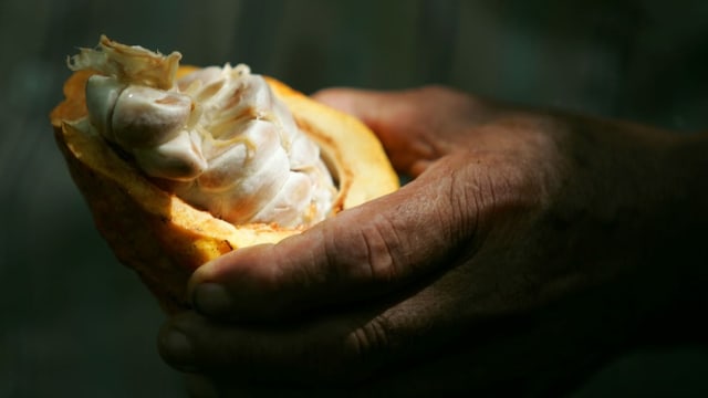 Eine Hand hält eine aufgeschnittene Kakaofrucht, gelbe Schale, weissliche Kerne.