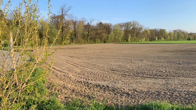Reisfeld Reisfeld