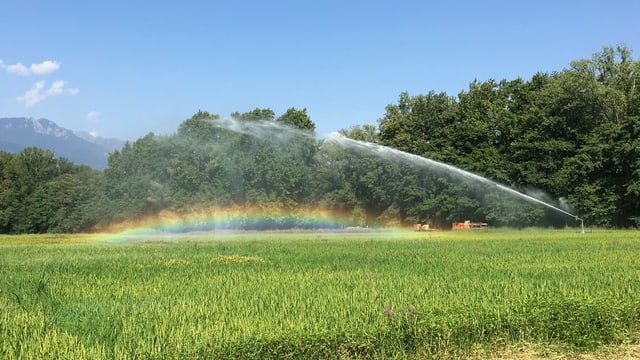 Bei der Bewässerung von Feldern im Tessin ist unter dem Wasserstrahl ein flacher Regenbogen zu sehen. 