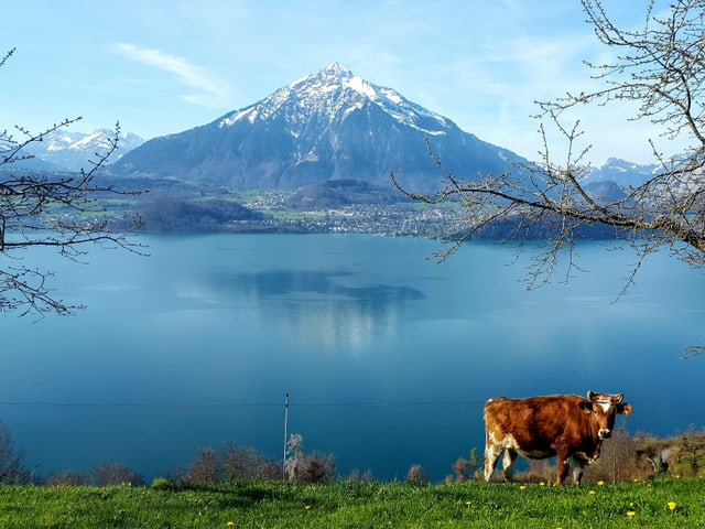 Eine Kuh steht auf der grünen Wiese. Im Hintergrund der blaue Thunersee und der weisse Niesen.