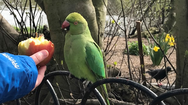 Sittich frisst von einem Apfel. Sittich frisst von einem Apfel.