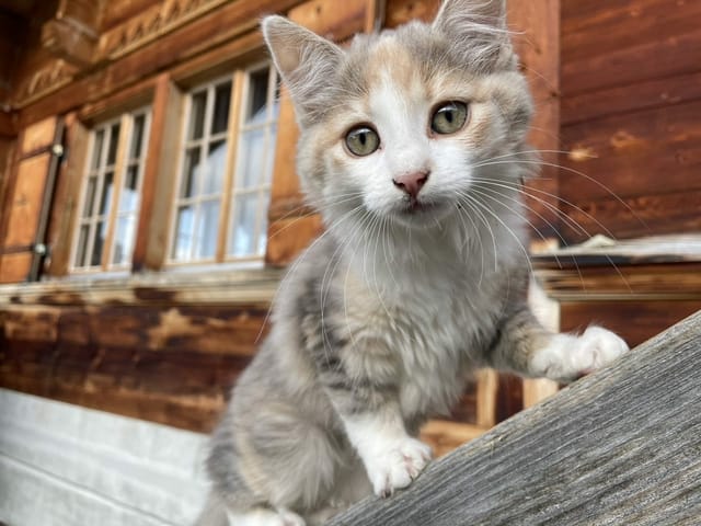 Die Alp Morgeten ist voller Tiere – unter anderem wird sie von zwei Katzen bevölkert.
