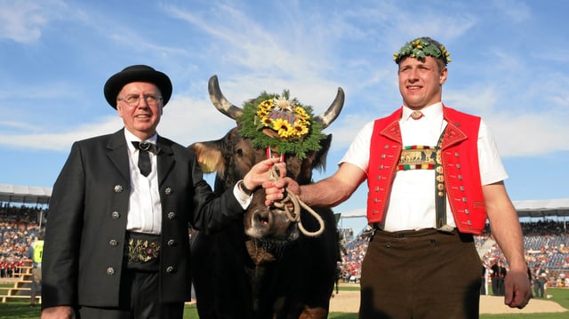 Schwingerkönig mit Muni vor blauem Himmel. Schwingerkönig mit Muni vor blauem Himmel.