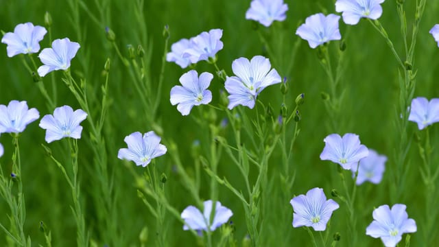 Feine bläulich blühende Pflanzen in einem Feld Feine bläulich blühende Pflanzen in einem Feld