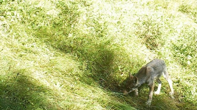Ein Wolf des Calanda-Rudels auf grüner Wiese Ein Wolf des Calanda-Rudels auf grüner Wiese