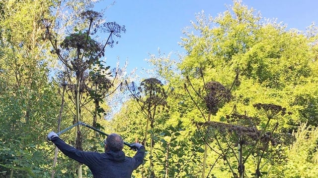 Schneiden des Riesenbärenklaus Schneiden des Riesenbärenklaus