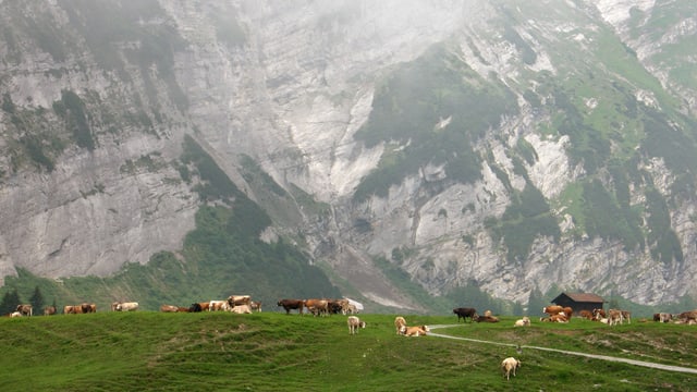 Alp an einem nebligen Sommertag. Kühe weiden neben dem kleinen Alpgebäude. Alp an einem nebligen Sommertag. Kühe weiden neben dem kleinen Alpgebäude.