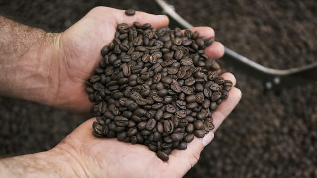 Viele Kaffeebohnen in zwei Händen. Viele Kaffeebohnen in zwei Händen.