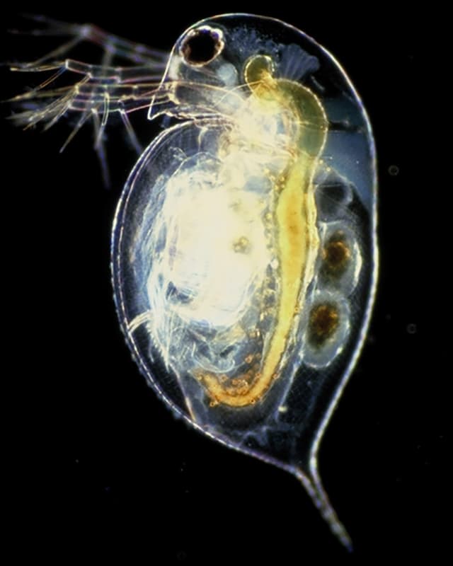 Grossaufnahme eines Krebstierchens der Art Daphia pulex. Grossaufnahme eines Krebstierchens der Art Daphia pulex.