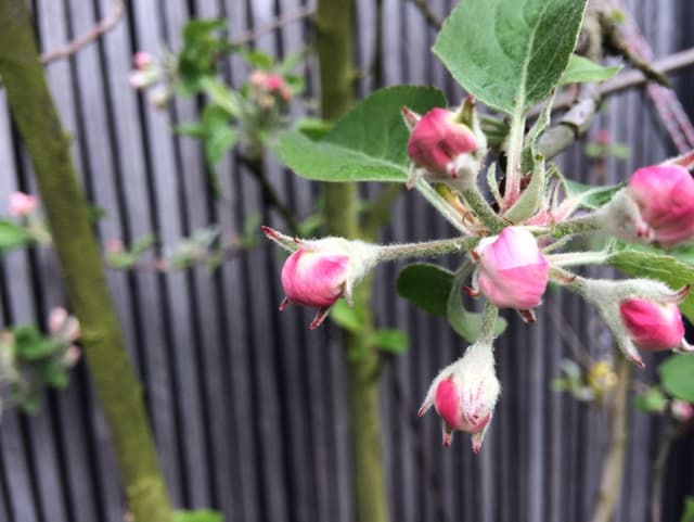 Dieser Apfelbaum beginnt bald zu blühen.