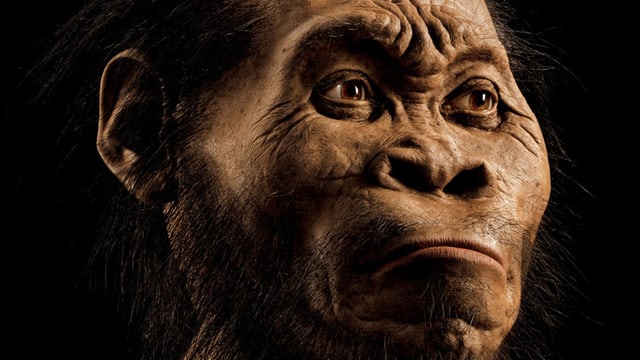 Nachbildung des Gesichtes von Homo naledi Nachbildung des Gesichtes von Homo naledi
