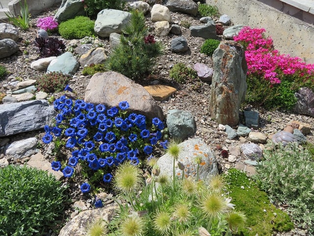 Bergblumen in einem Gartenbeet.